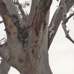 Callocephalon fimbriatum (Gang-gang Cockatoo) at GG108 - 13 Oct 2019 by JackyF