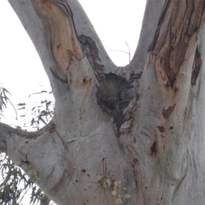 Callocephalon fimbriatum at Hughes, ACT - 14 Oct 2019