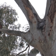 Callocephalon fimbriatum at Hughes, ACT - suppressed