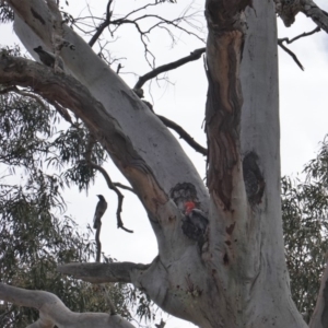 Callocephalon fimbriatum at Hughes, ACT - 14 Oct 2019