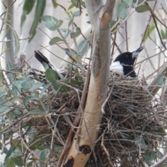 Gymnorhina tibicen (Australian Magpie) at Deakin, ACT - 12 Oct 2019 by JackyF