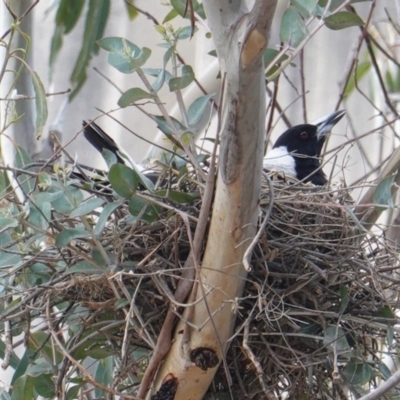 Gymnorhina tibicen (Australian Magpie) at Deakin, ACT - 12 Oct 2019 by JackyF