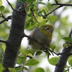 Zosterops lateralis (Silvereye) at Deakin, ACT - 12 Oct 2019 by JackyF