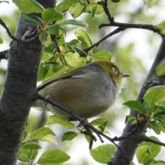 Zosterops lateralis at Deakin, ACT - 12 Oct 2019