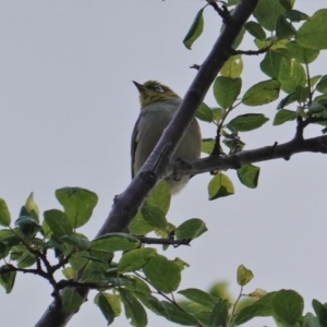 Zosterops lateralis at Deakin, ACT - 12 Oct 2019