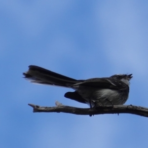 Rhipidura albiscapa at Deakin, ACT - 12 Oct 2019