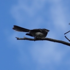 Rhipidura albiscapa at Deakin, ACT - 12 Oct 2019 03:49 PM