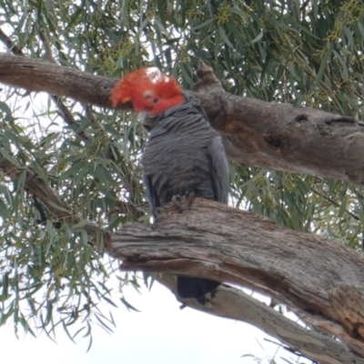 Callocephalon fimbriatum (Gang-gang Cockatoo) at Hughes, ACT - 13 Oct 2019 by JackyF