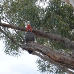 Callocephalon fimbriatum at Hughes, ACT - 14 Oct 2019