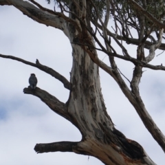 Callocephalon fimbriatum at Hughes, ACT - 14 Oct 2019