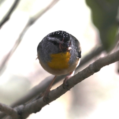 Pardalotus punctatus (Spotted Pardalote) at Rosedale, NSW - 7 Oct 2019 by jb2602