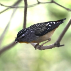 Pardalotus punctatus at Rosedale, NSW - 7 Oct 2019