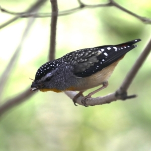 Pardalotus punctatus at Rosedale, NSW - 7 Oct 2019 10:51 AM