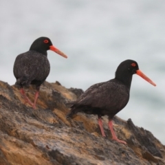 Haematopus fuliginosus (Sooty Oystercatcher) at Rosedale, NSW - 7 Oct 2019 by jbromilow50