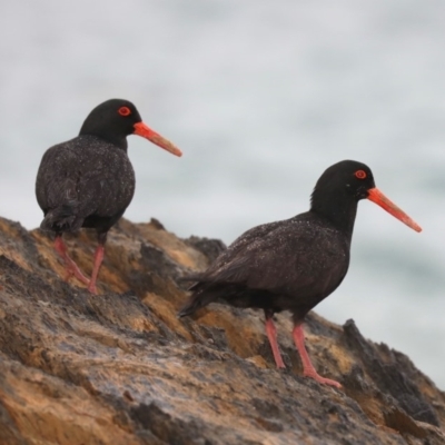 Haematopus fuliginosus (Sooty Oystercatcher) at Rosedale, NSW - 7 Oct 2019 by jb2602