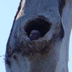 Eolophus roseicapilla (Galah) at GG280 - 15 Oct 2019 by JackyF