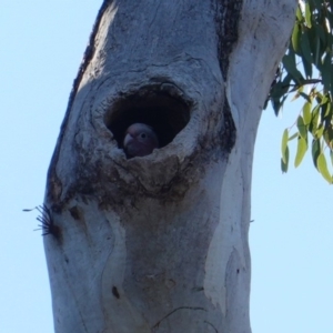 Eolophus roseicapilla at Red Hill, ACT - 15 Oct 2019 04:35 PM