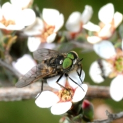 Dasybasis sp. (genus) (A march fly) at Frogmore, NSW - 13 Oct 2019 by Harrisi