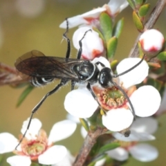 Turneromyia sp. (genus) (Zebra spider wasp) at Frogmore, NSW - 13 Oct 2019 by Harrisi