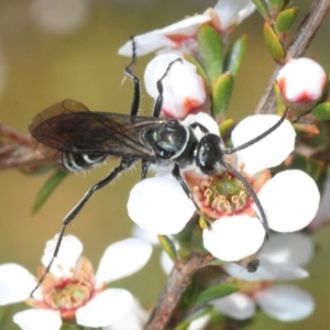 Turneromyia sp. (genus) at Frogmore, NSW - 13 Oct 2019