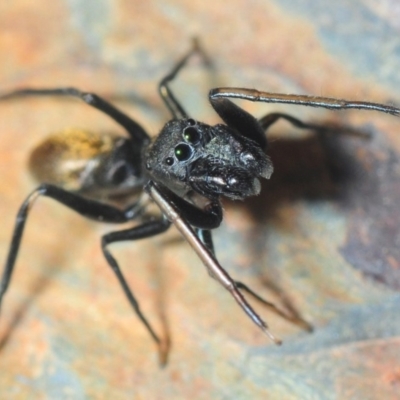 Myrmarachne luctuosa (Polyrachis Ant Mimic Spider) at Acton, ACT - 15 Oct 2019 by Harrisi