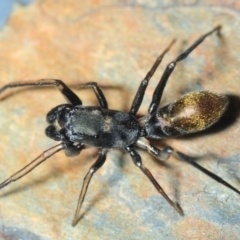 Myrmarachne luctuosa at Acton, ACT - 15 Oct 2019