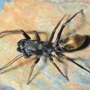 Myrmarachne luctuosa at Acton, ACT - 15 Oct 2019