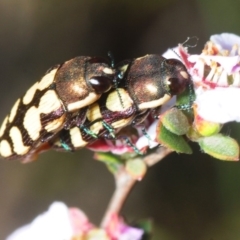 Castiarina decemmaculata (Ten-spot Jewel Beetle) at Percival Hill - 15 Oct 2019 by Harrisi