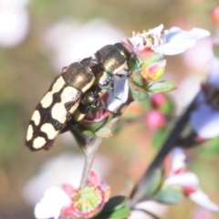 Castiarina decemmaculata at Nicholls, ACT - 15 Oct 2019