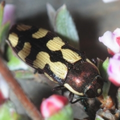 Castiarina decemmaculata at Nicholls, ACT - 15 Oct 2019 02:57 PM