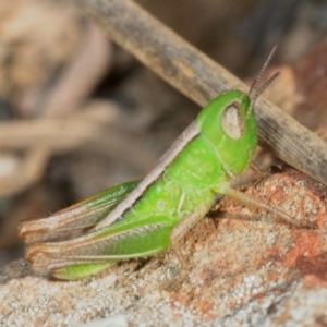 Praxibulus sp. (genus) at Nicholls, ACT - 15 Oct 2019 03:01 PM