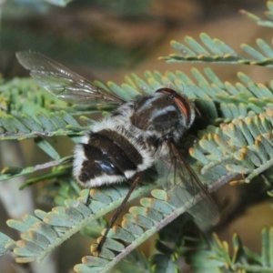 Trichophthalma sp. (genus) at Dunlop, ACT - 15 Oct 2019