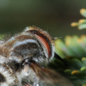 Trichophthalma sp. (genus) at Dunlop, ACT - 15 Oct 2019