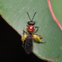 Lasioglossum (Callalictus) callomelittinum (Halictid bee) at Hackett, ACT - 15 Oct 2019 by TimL