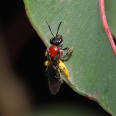 Lasioglossum (Callalictus) callomelittinum at Hackett, ACT - 15 Oct 2019