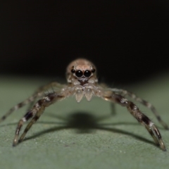 Helpis minitabunda (Threatening jumping spider) at ANBG - 13 Oct 2019 by TimL