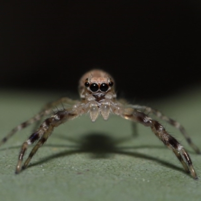 Helpis minitabunda (Threatening jumping spider) at Hackett, ACT - 14 Oct 2019 by TimL