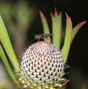 Hylaeus (Prosopisteron) littleri at Acton, ACT - 15 Oct 2019 11:47 AM