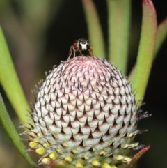 Hylaeus (Prosopisteron) littleri at Acton, ACT - 15 Oct 2019 11:47 AM