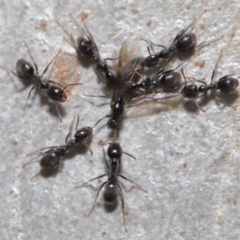 Anonychomyrma sp. (genus) at Hackett, ACT - 15 Oct 2019