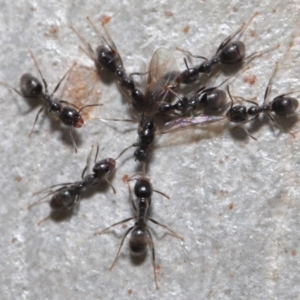 Anonychomyrma sp. (genus) at Hackett, ACT - 15 Oct 2019