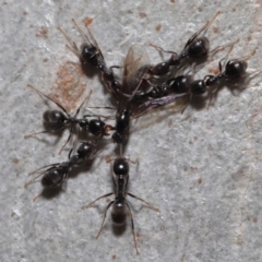 Anonychomyrma sp. (genus) at Hackett, ACT - 15 Oct 2019