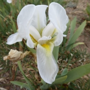 Iris germanica at Fyshwick, ACT - 14 Oct 2019 01:28 PM