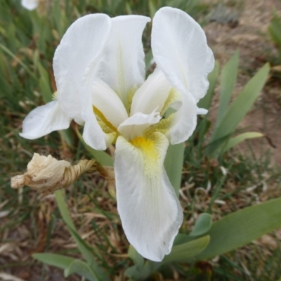 Iris germanica (Tall Bearded Iris) at Jerrabomberra Wetlands - 14 Oct 2019 by Christine