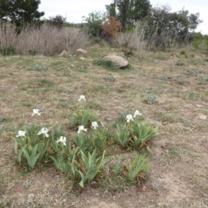 Iris germanica at Fyshwick, ACT - 14 Oct 2019 01:28 PM