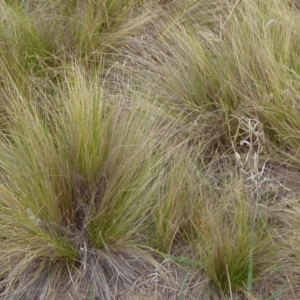 Nassella trichotoma at Jerrabomberra Wetlands - 12 Nov 2019