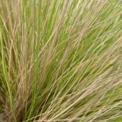 Nassella trichotoma at Jerrabomberra Wetlands - 12 Nov 2019