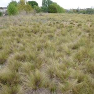 Nassella trichotoma at Jerrabomberra Wetlands - 12 Nov 2019