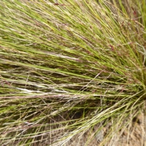 Nassella trichotoma at Jerrabomberra Wetlands - 12 Nov 2019