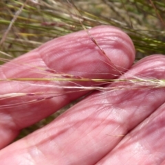 Nassella trichotoma at Jerrabomberra Wetlands - 12 Nov 2019